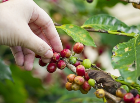 桜風味ラテに合うおすすめ豆と抽出方法
