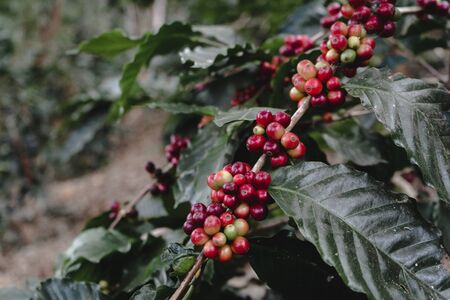 道東・釧路の自然を感じるカフェ体験と地元食材の魅力