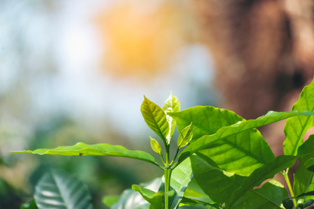 観葉植物とグリーンで作る癒しのカフェ空間